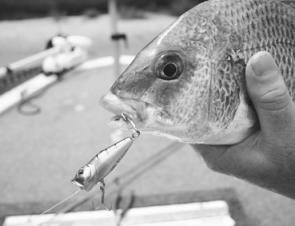 Bream just love poppers with a lot more anglers now targeting them on surface presentations.